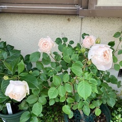鉢植えのバラ③の画像
