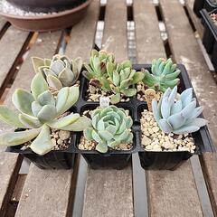 多肉植物６種類５月350