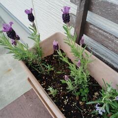 ラベンダー鉢植え　2本の画像