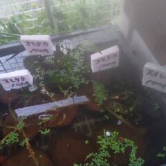 水性植物コーナーにタップリ追加品出ししました。