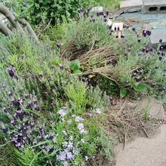 ラベンダー鉢植え　2本