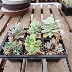 (お話し中)多肉植物６種類300端午