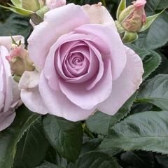 中之島バラ園🌹平日の画像