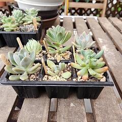 (お話し中)多肉植物６種類端午