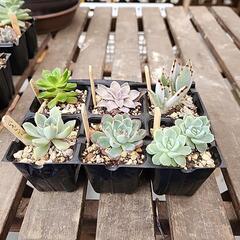 多肉植物６種類300円