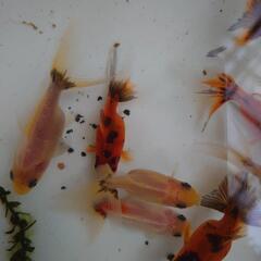 金魚「東錦2歳」の画像