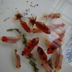 金魚「東錦2歳」