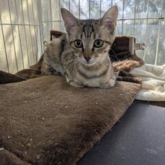 子猫👧 - 猫