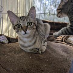 子猫👧 − 千葉県