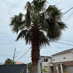 ヤシの木　譲ります