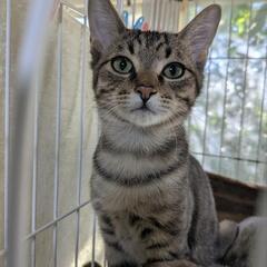 子猫👨 - 猫