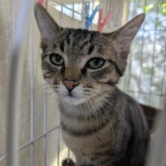 子猫👨 − 千葉県