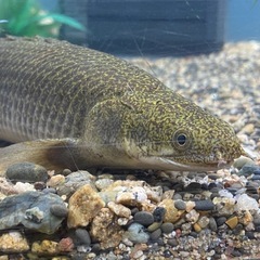 トゥルカナ湖産　ポリプテルス　セネガルス　35センチないくらい