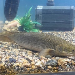 トゥルカナ湖産　ポリプテルス　セネガルス　35センチないくらいの画像