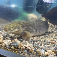 トゥルカナ湖産　ポリプテルス　セネガルス　35センチないくらいの画像
