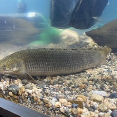 トゥルカナ湖産　ポリプテルス　セネガルス　35センチないくらいの画像