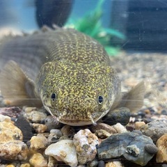 トゥルカナ湖産　ポリプテルス　セネガルス　35センチないくらいの画像
