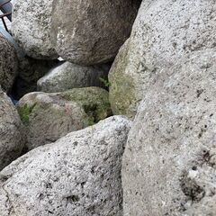 軽石 大1000円 小500円の画像