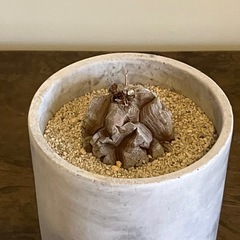 塊根植物 コーデックス　Dioscorea elephantip...