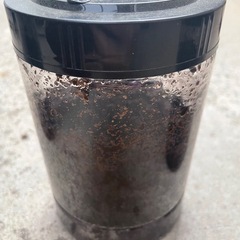 カブトムシの幼虫