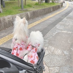 犬友募集中🐶🎀