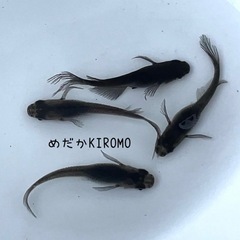 現物販売 サタンメダカ 2ペア ※2024年生まれ、室外冬越し個体①
