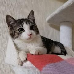 子猫【初心者向け☆】