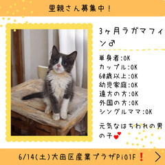 里親募集中！生後3ヶ月ラガマフィン♂(⋈◍＞◡＜◍)。✧♡