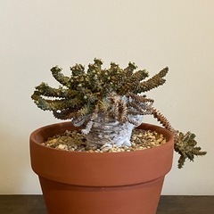 塊根植物 コーデックス タコモノ ユーフォルビアの画像