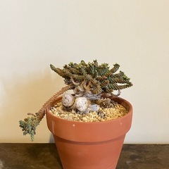 isla del pescado - Euphorbia fanshawei-ユーフォルビア