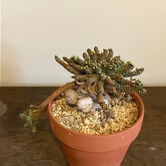 塊根植物 コーデックス タコモノ ユーフォルビアの画像
