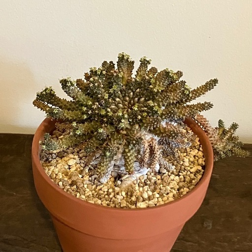 塊根植物 コーデックス タコモノ ユーフォルビア (サ) 吉祥寺の
