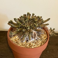 塊根植物 コーデックス タコモノ ユーフォルビアの画像