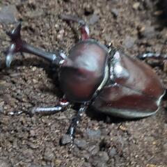 北道産カブトムシ成虫の雌雄ペア※事前予約必須の画像
