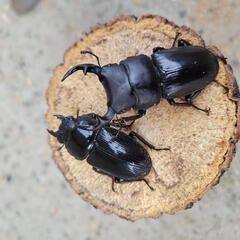 No.10　オオクワガタ　香川産　ぺあの画像