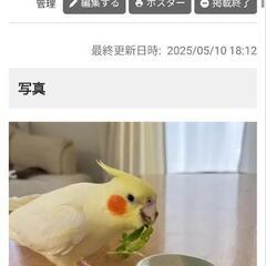 オカメインコが迷子になりました