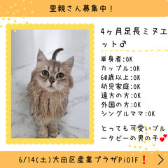 里親募集中！生後4ヶ月足長ミヌエット♂(⋈◍＞◡＜◍)。✧♡