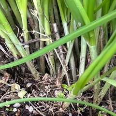 大葉にら　苗　ぬき苗　野菜