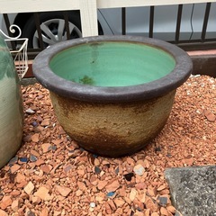 睡蓮鉢の画像