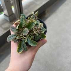 ドレステニアフォエチダ親株の画像