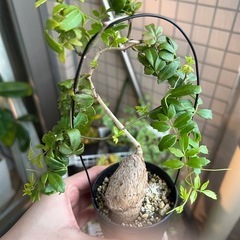 キフォステンマ　エレファントプスの画像