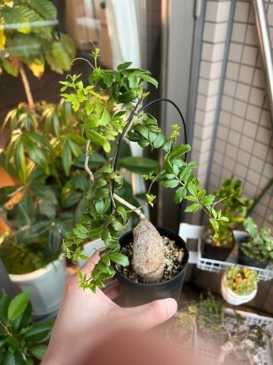 キフォステンマ エレファントプス