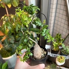 キフォステンマ　エレファントプス