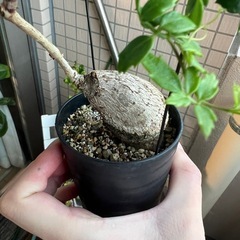キフォステンマ　エレファントプスの画像