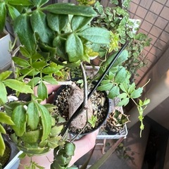 キフォステンマ　エレファントプスの画像