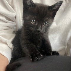 生後１ヶ月黒猫