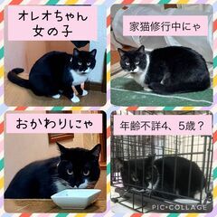 挑戦者求む！猫好き上級者さま！ 白黒猫 丸顔がとってもキュートな...