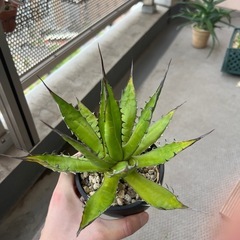 アガベ　ホリダの画像
