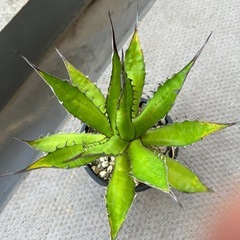 アガベ　ホリダの画像
