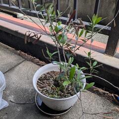 オリーブ　鉢植え